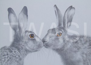 'The Kiss' by Valerie Briggs Graphite, pencil and coloured pencil Mounted and unframed 39 x 48.5 £475