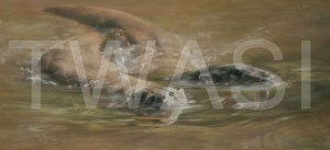 'Fluidity' by Vivien Walters Pastel/Pastel Pencil Unframed 50 x 24 £975