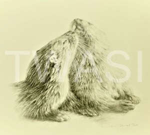 'Making Friends' by Vivien Walters Charcoal/Charcoal Pencil Unframed 35 x 33 £800