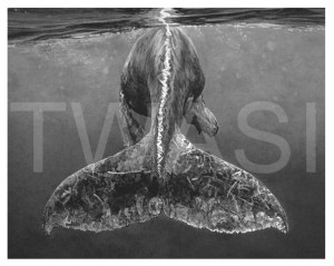 'Beginning of a Journey' by Jordon Price Graphite Pencil Unframed 33 x 28cm £395