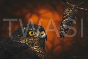 'Golden Eyes-SparrowHawk' by Andrea Brun Gouache and Watercolour Framed 43 x 53 £1145