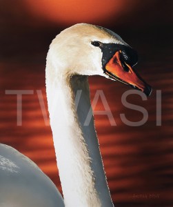 'Grace II-Sunset Mute Swan' by Andrea Brun Gouache and Watercolour Framed 44.5 x 40.5 £1045