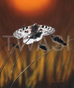 'Lazy Flyers - Apollo and Fly' by Andrea Brun Gouache and Watercolour Framed size 43 x 39.5 £ 545