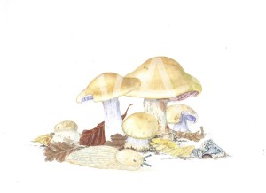 'Cortinarius amoenolens' Blueleg Web Cap by C. M. Jackson-Houlston Watercolour Framed 33.5 x 28.5 £295