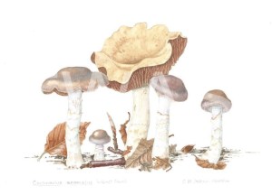 'Cortinarius anomalus' Variable Web Cap by C. M. Jackson-Houlston Watercolour Framed 31.7 x 26.5 £286