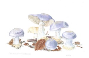 'Cortinarius caerulescens' Mealy Bigfoot Web Cap by C. M. Jackson-Houlston Watercolour Framed 33.5 x 28.5 £295