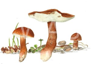'Gyroporus castaneus' Chestnut Bolete by C. M. Jackson-Houlston Watercolour Unframed 31.7 x 26.5 £286