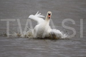 'Bathtime - Mute Swan' by Caroline Pinnells Photograph Unframed 45xh35 £35