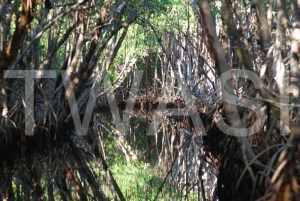 'Everglades' by Caroline Pinnells Photograph Unframed 45 x 35 £35