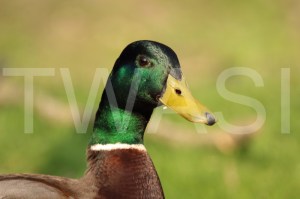 'Is this my best side' by Caroline Pinnells Photograph Unframed 45 x 35 £35