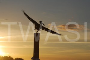 'Tip Toe' by Caroline Pinnells Photograph Unframed 45 xh35 £35