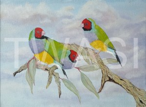 'Going?' Gouldian Finches by Dave Wettner Oil on Canvas 30 x 22.5 £125