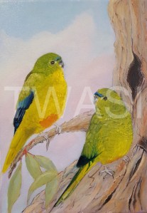 'Going?' Orange Bellied Parrott by Dave Wettner Oil on Canvas 30 x 20 £125