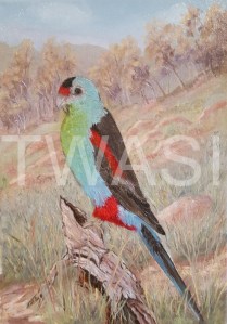 'Gone!' Paradise Parrot by Dave Wettner Oil on canvas 30 x 20 £125