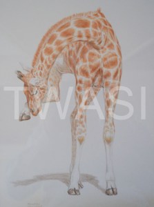 'Balancing Act' by Frances Sullivan Coloured Pencil Unframed 34 x 40.5 £120