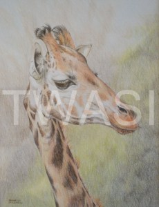 'Imperious' by Frances Sullivan Coloured Pencil Unframed 34 x 40.5 £120