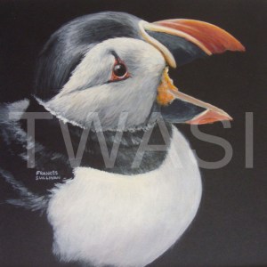 'Puffin Calling' by Frances Sullivan Acrylic Unframed 32 x 32 £95