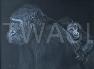 'Gorilla and Baby' by Geraldine Boley Coloured pencil & Pastel 50 x 40cm £175