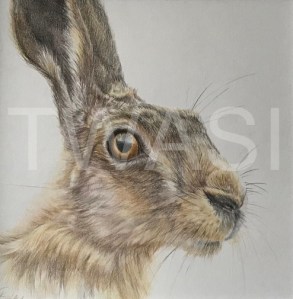'Hare' by Geraldine Boley Coloured Pencil 30 x 30 cm £125