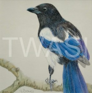 'Magpie' by Geraldine Boley Coloured pencil 30 x 30 £125