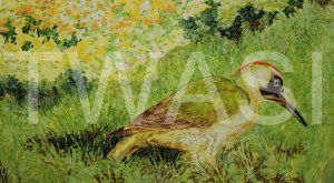 'On the Lawn' by Jackie Cox Alcohol markers Mounted 46 x 33 £175