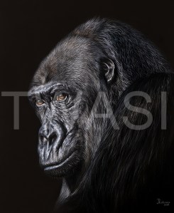 'Gorilla' by Julia Dubinina Soft Pastel on paper 30 x 35 cm £630 shipping included