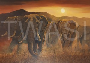 'Elephants of Etsoha' by Nick Dawe Acrylic Unframed 60 x 42 £395