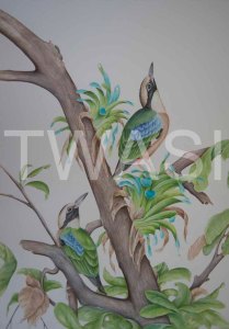 'Indian Pittas' by Paul Brainch Watercolour 76.2cm x 55.8 £400