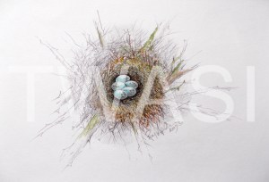 'Bullfinch Nest and Eggs' by Roy Aplin Watercolour and pencil Unframed 30 x 40 £250
