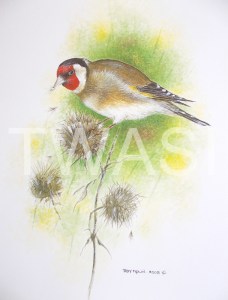 'Goldfinch on Thistle' by Roy Aplin Watercolour and Gouache Framed 50 x 40 £450