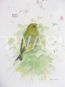 'Greenfinch and Cranes Bill' by Roy Aplin Watercolour and Gouache Framed 50 x 40 £450
