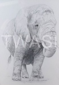 'The Matriarch' by Russell Vernalls Pencil drawing Framed 53 x 44.5 £160