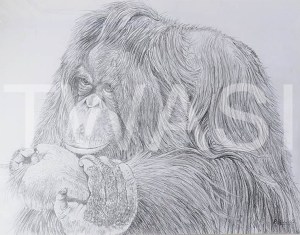 'The mischievous Orang' by Russell Vernalls Pencil drawing Framed 58x 69 £180
