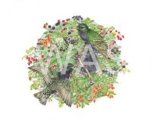 'Bounty' by Tracey Anne Sitch Watercolour 49 x 49 £300