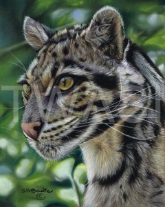 'Shadow Play' by Susan Baxter Pastel Unframed 36cn x 31cm £225