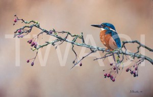 'The Lurking Hunter' by Vera Evseeva Pastel Pencils and Soft Pastel Unframed 47 X 30 £430