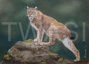 'The Lynx Study' by Vera Evseeva Soft Pastel and Pastel Pencils Unframed 30 X 40 CM £230