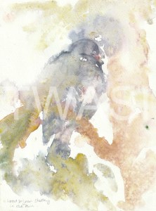 'Woodpigeon' by Elle Salt Watercolour & rain water on paper 24 x 18 £100