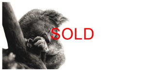 'Sleep Tight' by Jordan Price Carbon Pencil Unframed 30 x 15cm £295 SOLD