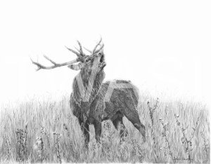 'Bellowing Stag' by David Skidmore 63.5 x 51cm Graphite pencil on Hot press 300gsm paper £399