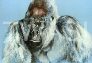 'Gorilla' by Geoff Jennings Pastel Pencil Framed 59 x 69 £600