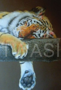 'Let Sleeping Tiger Lie' by Geoff Jennings Pastel Pencil Framed 77 x 57 £600