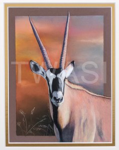'Oryx Gazelle' by Rosana Venturini Size in cms with frame/unframed: 19X24 CM – UNFRAMED 27X32.5 CM – WITH MATBOARD COLORED PENCILS ON PAPER £800