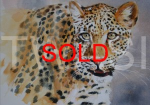 ‘Solo’ by Carol Barrett Watercolour Unframed Size 40 x 35cm £300