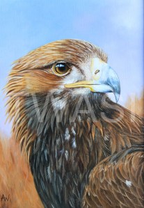 Golden Eagle by Anthony Webb oil framed 23 x 29 £250