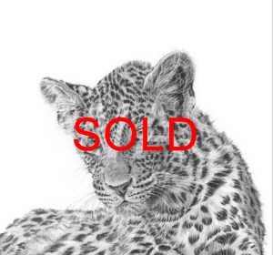 'Leopard cub 2' by David Skidmore - SOLD