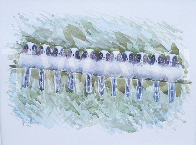 'A roost of long tailed tits' by John Horton Watercolour Framed 38 x33 cms £125