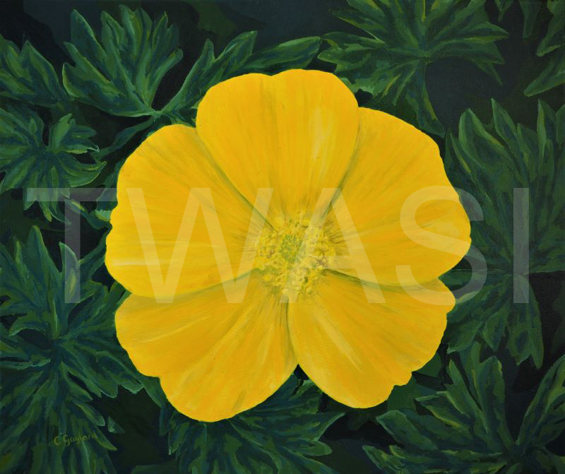 'Buttercup' by Carole H Gaylard Acrylic 60.5x51cm unframed £230 BUY ME - Email-jane.shackleton0@googlemail.com