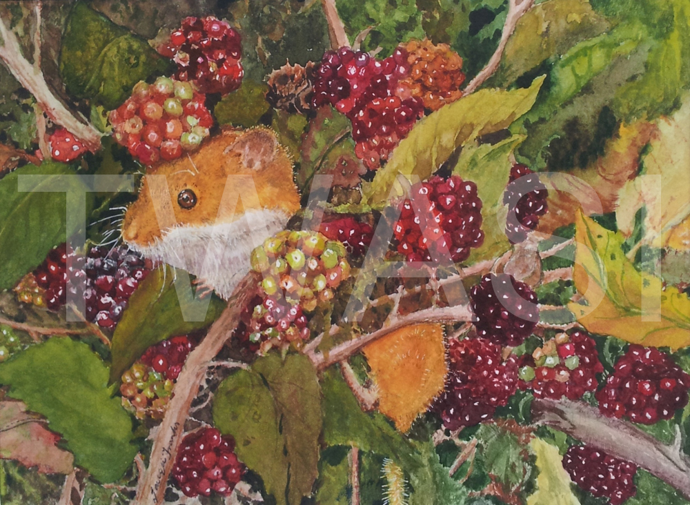 'Harvest Feast' by Jacqui Franks Watercolour Framed 37 x 32 £295