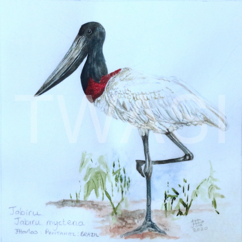 'Jabiru' by Jean Harlow Watercolour on vellum 28 x 28 cms £495